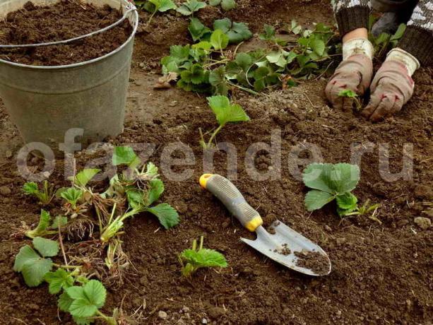 Wie zu pflanzen Erdbeeren im August nicht zu Sorge um die Ernte im nächsten Jahr?