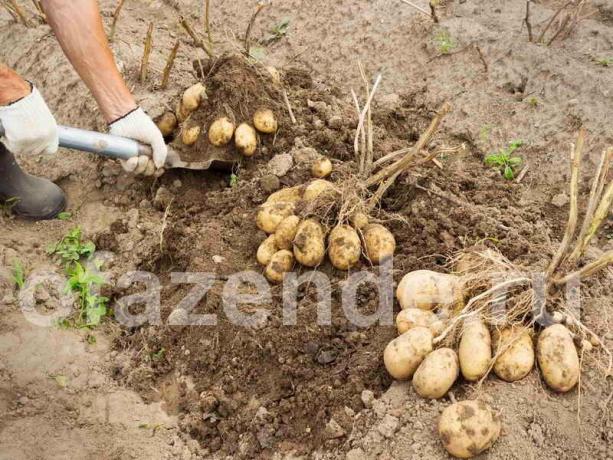 Eine ausgezeichnete Ernte von Kartoffeln nach der Methode Balabanov