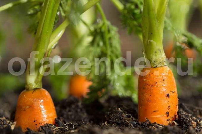 Wachsende Karotten. Illustration für einen Artikel für eine Standard-Lizenz verwendet © ofazende.ru