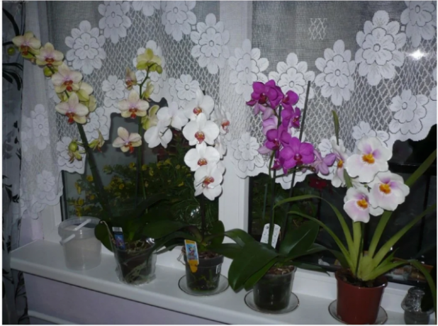 Phalaenopsis auf dem Fensterbrett. Einige der Bilder für einen Artikel aus dem Internet