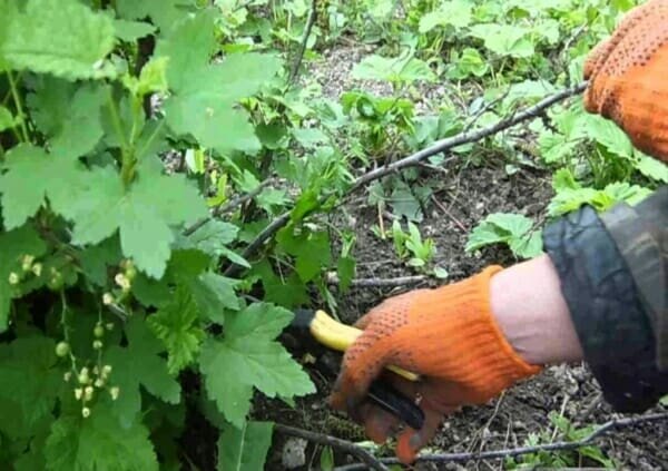 
Notwendigkeit, saubere Johannisbeere Busch: die gebrochen und tote Äste zu entfernen, die verformte Triebe schneiden, zerstören kranke Äste