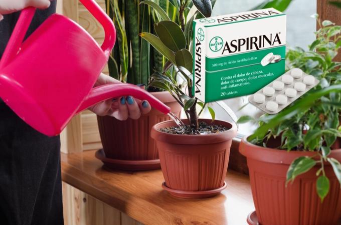 Aspirin - eine echte Entdeckung für Blumen im Winter. Was es ist und wie man sich bewirbt