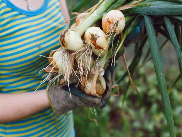 Zwiebeln und Knoblauch: Alles was Sie brauchen, um zu wissen, Gärtner