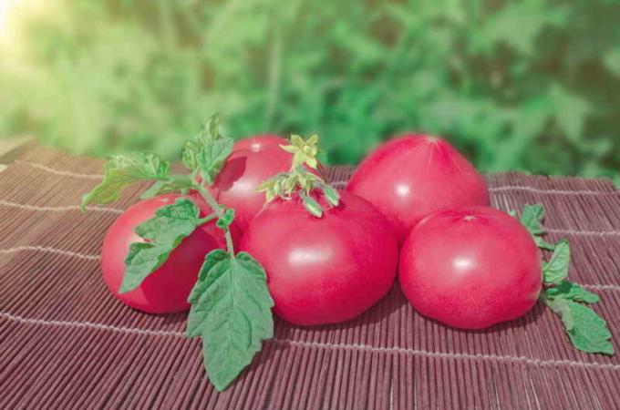 Vintage rosa Tomaten. Illustration für einen Artikel für eine Standard-Lizenz verwendet © ofazende.ru