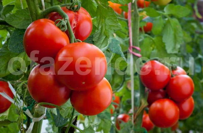 Wachsende Tomaten. Illustration für einen Artikel für eine Standard-Lizenz verwendet © ofazende.ru