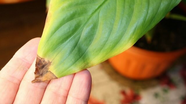 Warum Zimmerpflanzen trocken Spitzen der Blätter im Winter. Wie die Blumen retten