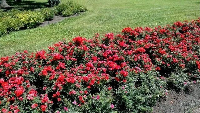 Beschneiden Rosen im Frühling: Regeln, Tipps, Beratung