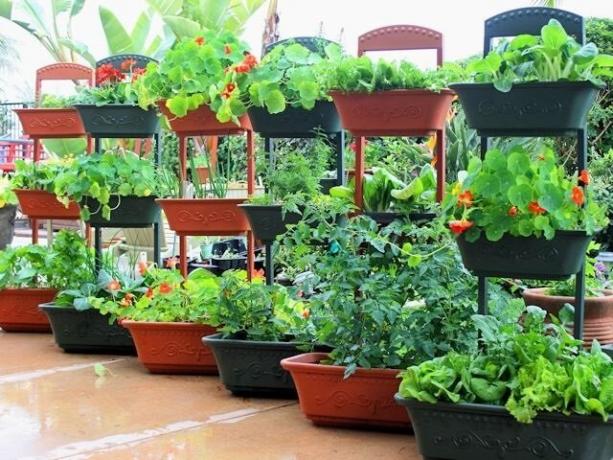 Wie Gemüse in Containern wachsen