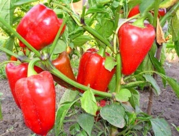 Wachsende gesunden Paprika ohne die Krankheit. Tipps Gärtner