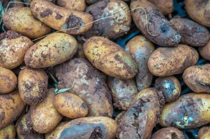 5 Hauptgründe, dass die Kartoffeln im Keller verrotten kann