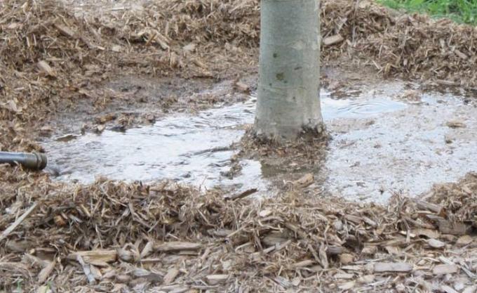 Wie zu bestimmen, wann Bäume Bewässerung fallen erforderlich ist, und, wenn das Wasser schon genug