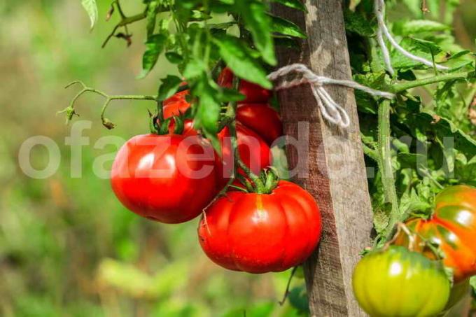 Wachsende süße Tomaten in einem Gewächshaus