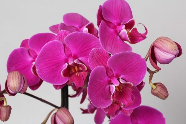 Wie für blühende Orchidee zu sorgen, dass es so lange wie möglich blühten