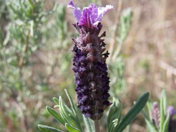 Lavendel: Arten, Kochen, nützliche Eigenschaften