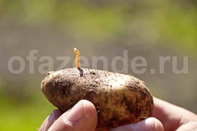 Drahtwürmer in Kartoffeln. Illustration für einen Artikel für eine Standard-Lizenz verwendet © ofazende.ru