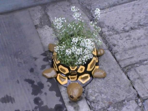 Blumenbeet Schildkröte