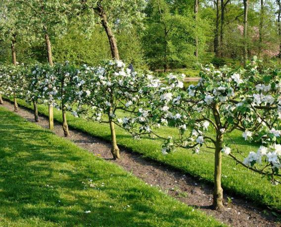 Hedge mit frischen Beeren und Früchten im Garten: Tipps zum Gärtner
