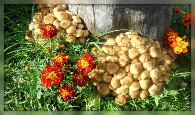 Wie Pilze in Ihrem Garten zu wachsen und leicht reiche Ernte zu produzieren