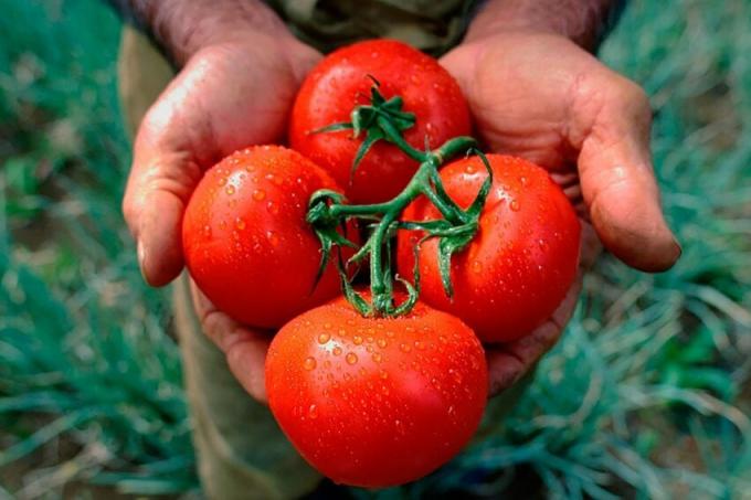 Alte Omas Rezept für putzt Tomaten, die eine reiche Ernte gibt