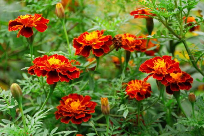 Was sind die Vorteile marigolds im Garten