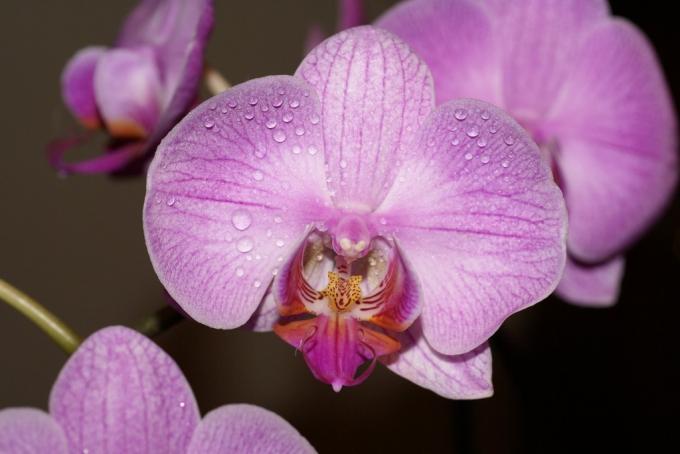 Orchideenküche (45 Fotos): Videoanleitung zum Selbermachen für die Installation, Merkmale der Küchenecken, Headsets dieses Typs, Preis, Foto