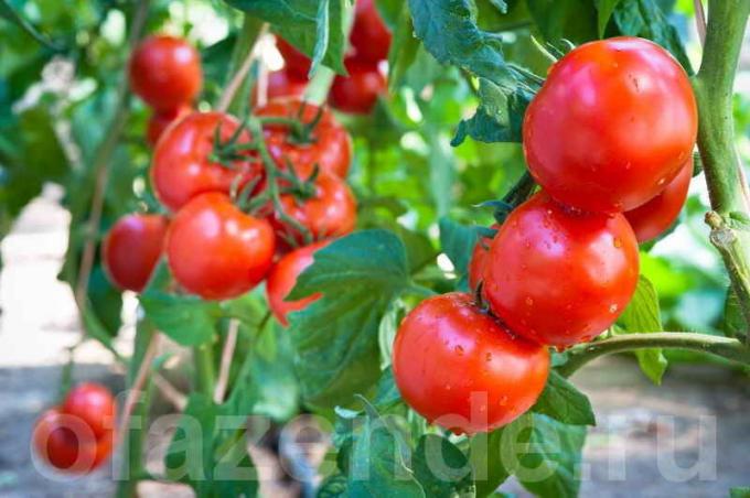 Wie und wann die Tomaten zu sprühen zu erhalten und zu erhöhen, um die Ernte