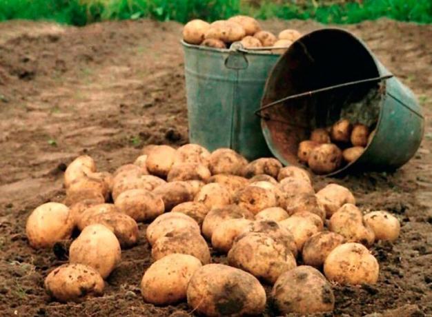 Wie die Ausbeute an Kartoffeln erhöhen