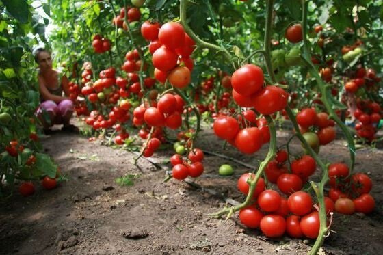 Wie Tomaten (Tomaten) wachsen