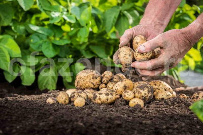 Kartoffelanbau. Illustration für einen Artikel für eine Standard-Lizenz verwendet © ofazende.ru