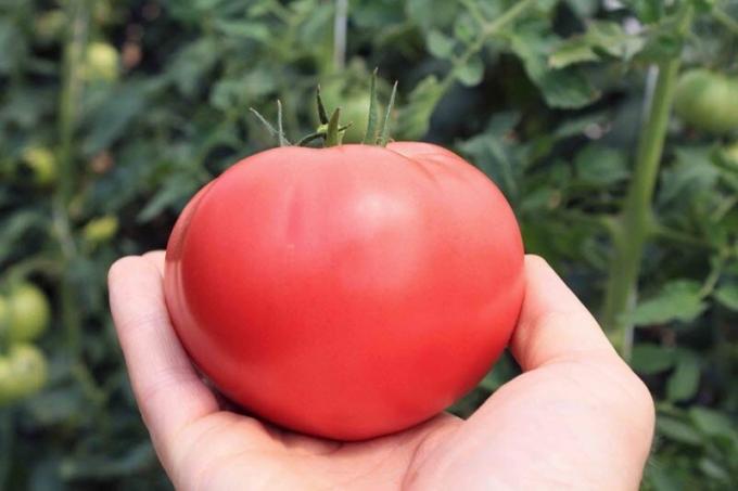Wie der Zuckergehalt der Tomaten zu erhöhen, wenn sie „sauer“ sind. einfaches Rezept