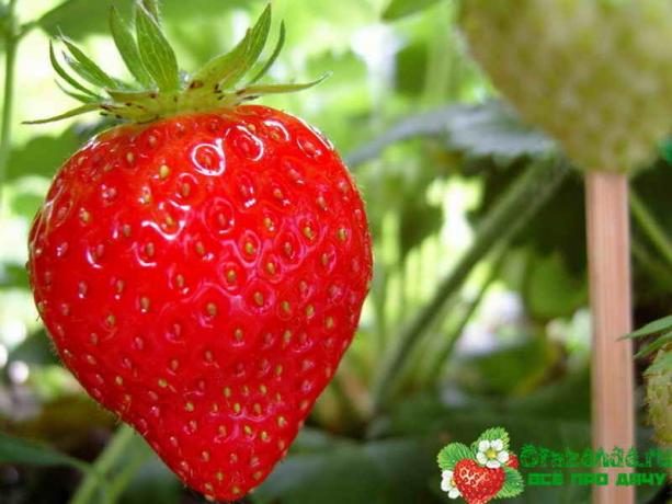Wichtige Tipps für diejenigen, die Erdbeeren lieben