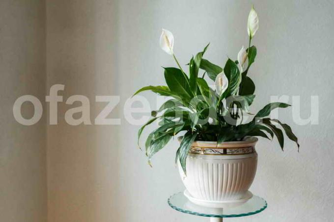 Schöne Zimmerpflanze Spathiphyllum (weibliches Glück)