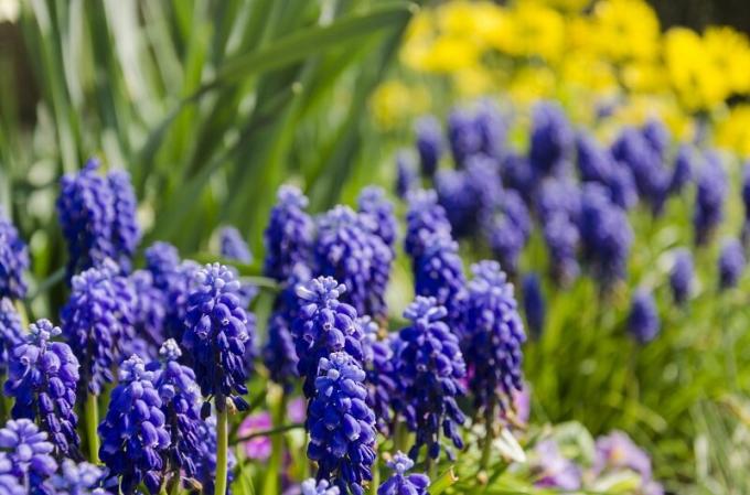 Das Einpflanzen Tulpen, Narzissen und Hyazinthen im Herbst