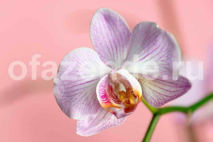 Orchid Blume. Illustration für einen Artikel für eine Standard-Lizenz verwendet © ofazende.ru