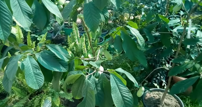 Hier ist ein pawpaw wächst Container Gärtner aus Transkarpatien