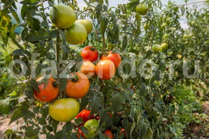 Ernte Tomaten. Illustration für einen Artikel für eine Standard-Lizenz verwendet © ofazende.ru