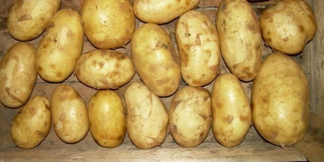 Grade Kartoffeln "Bronnitsky"