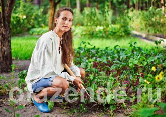 Gemüsegarten für faule Menschen mit ihren Händen Tipps Gärtner