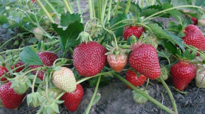 Hilfreiche Nachbarn für Erdbeeren: es ist am besten zu pflanzen neben der Beere