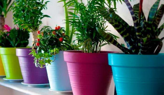 Gekühltes Wasser kann Zimmerpflanzen gegossen werden.