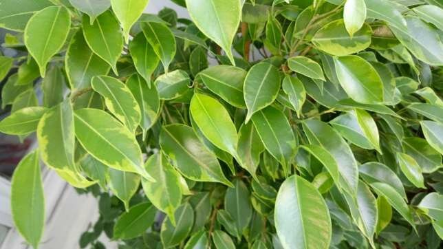Was er will Ficus benjamina? 5 einfache Tipps für ein gesundes Wachstum