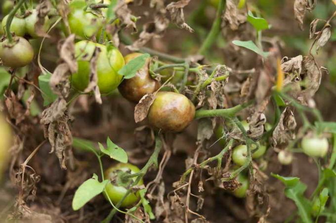 So schützen Tomaten von Kraut- und Knollenfäule