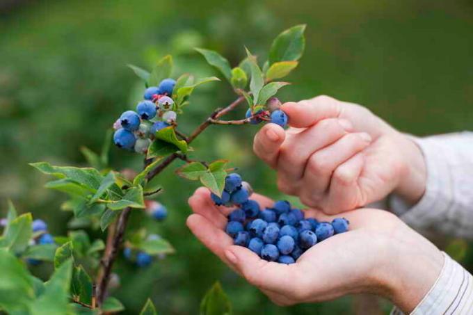 Blueberry Ernte. Illustration für einen Artikel für eine Standard-Lizenz verwendet © ofazende.ru