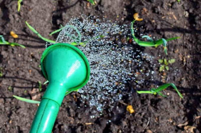 Bereiten Sie richtige Betten für den Winter Knoblauch