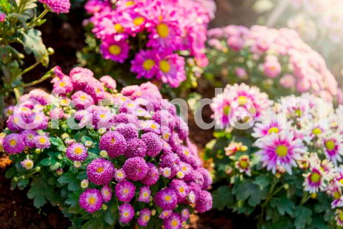 Wie Topf Chrysantheme bis zum Frühjahr halten? Illustration für einen Artikel für eine Standard-Lizenz verwendet © ofazende.ru