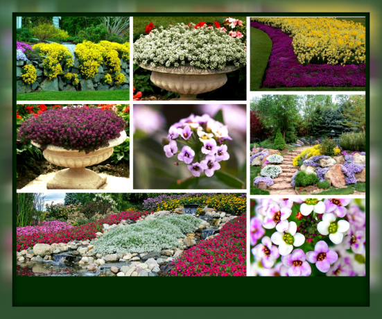 Lobulyariya - Luxus-Blooming Teppich für Ihren Garten
