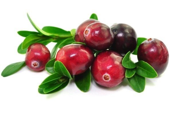 Die Cranberry ist nützlich und warum ihre starke Nachfrage in Nord- und Südamerika
