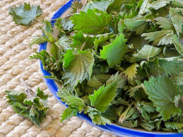 Eigenschaften der Brennnessel, wie es richtig im Garten angelegt wird