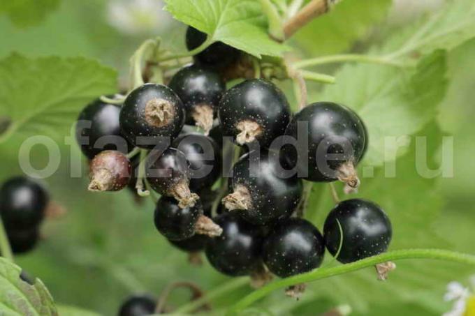 Um süße schwarze Johannisbeeren