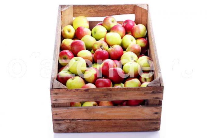 Keeping Äpfel. Illustration für einen Artikel für eine Standard-Lizenz verwendet © ofazende.ru